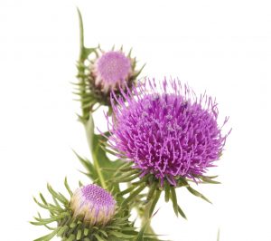 Read more about the article Milk thistle improves liver health